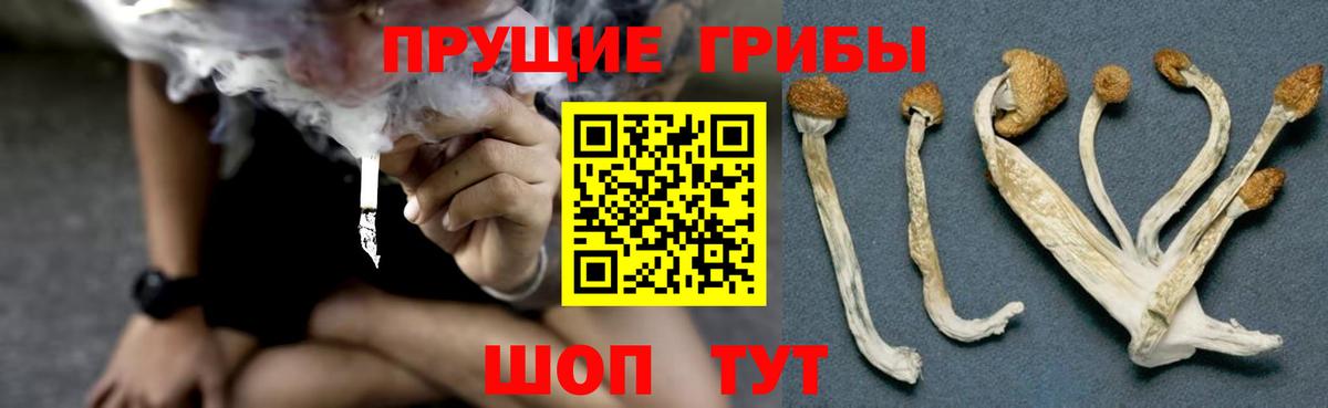 Сургут  Псилоцибиновые грибы Psilocybe  Вход с VPN  Псилоцибиновые грибы прущие грибы 